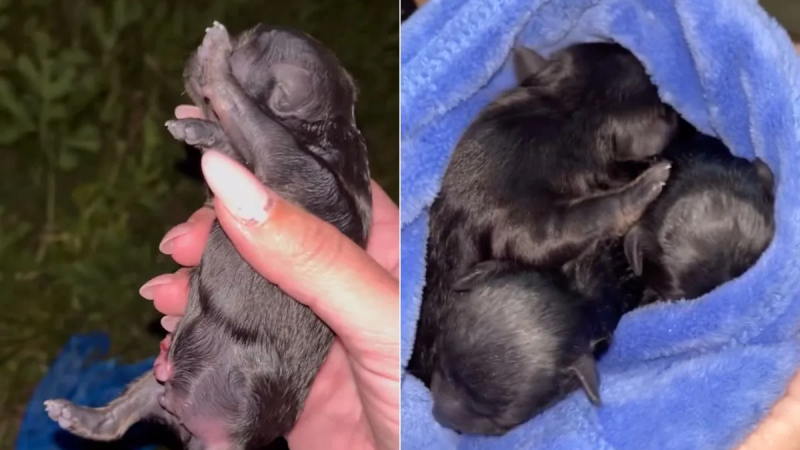 Filhotes recém-nascidos são resgatados após abandono em sacolas em Garopaba