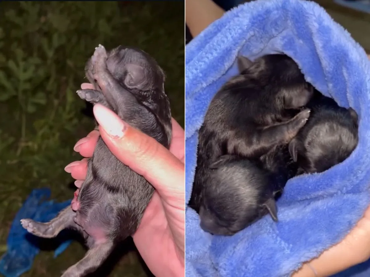 Filhotes recém-nascidos são resgatados após abandono em sacolas em Garopaba